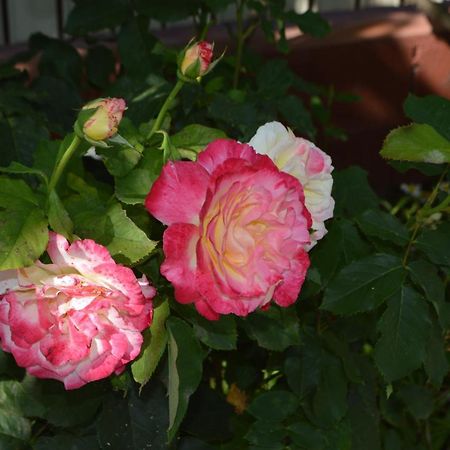 ホテル Casa Gia コスティネシュティ エクステリア 写真